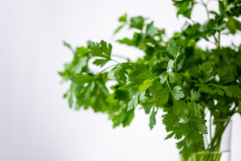 Herb garden ideas