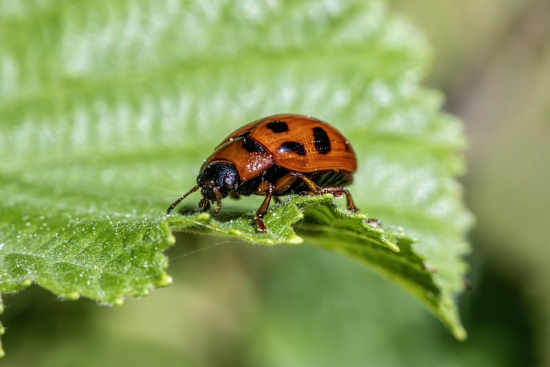 Pest control tips