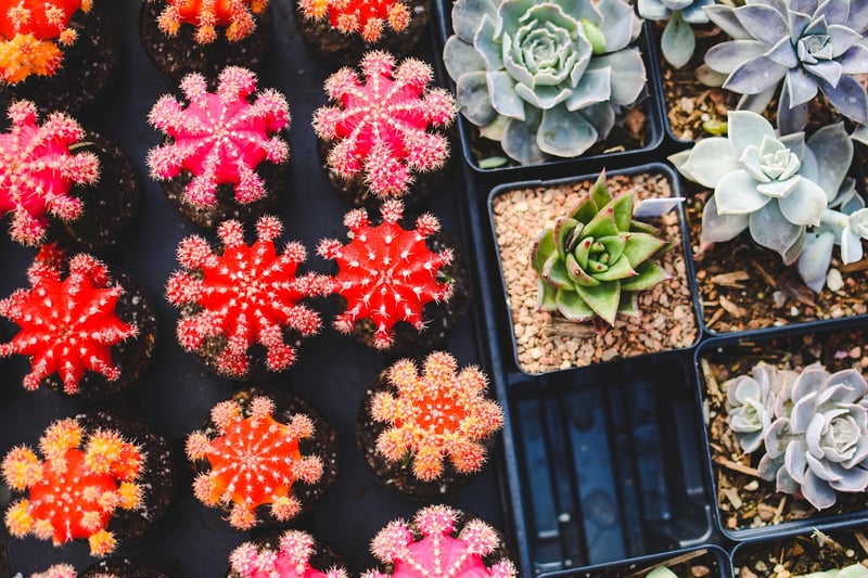Succulent arrangements