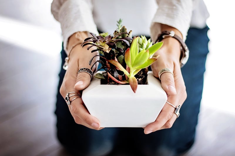Succulent Arrangement